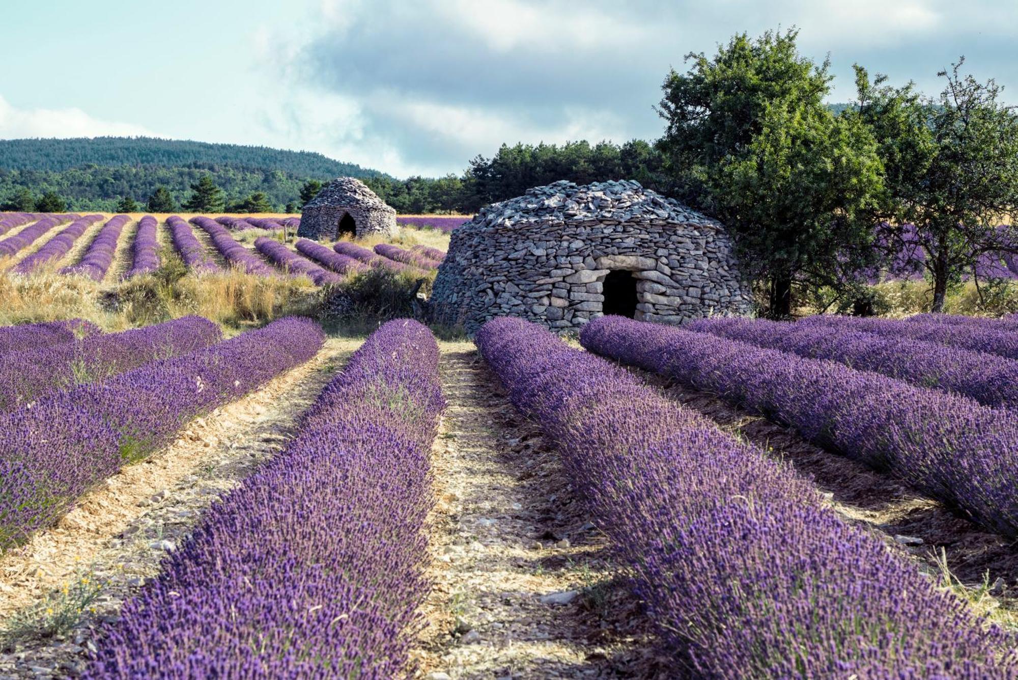 Le Cabanon Des Lavandes Entre Mont Ventoux Et Luberon Со-де-Воклюз Екстер'єр фото